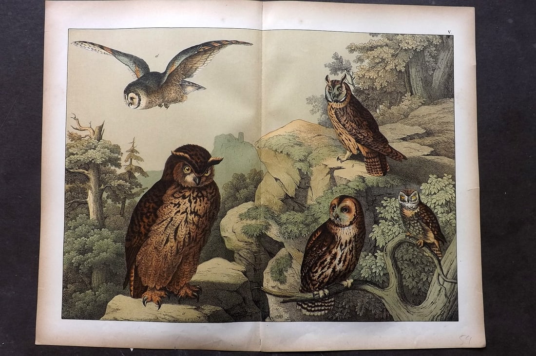 Schubert, Gotthilf C1880 Folio Bird Print. Owls 05: Folio Lithograph Published C1880, Hecklingen & Munich for "Le Regne Animal" by Gotthilf Heinrich von Schubert. Centre fold as published. Paper Size: 16 x 12.5 ich (40 x 32cm) Good Condition