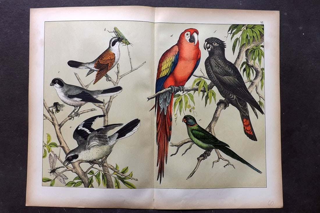 Schubert, Gotthilf C1880 Folio Bird Print. Scarlet Macaw, Black Parrot, Shrikes 06: Folio Lithograph Published C1880, Hecklingen & Munich for "Le Regne Animal" by Gotthilf Heinrich von Schubert. Centre fold as published. Paper Size: 16 x 12.5 ich (40 x 32cm) Good Condition