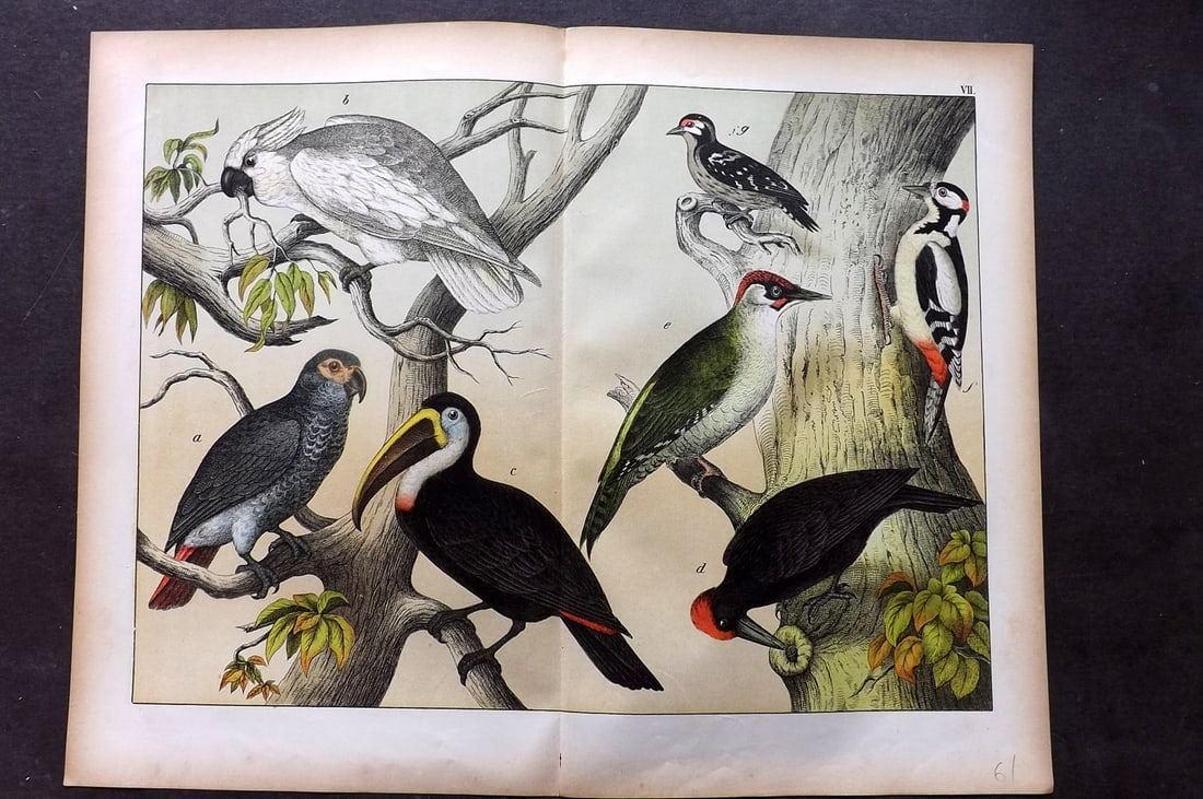 Schubert, Gotthilf C1880 Folio Bird Print. Toucan, Cockatoo, Parrot, Woodpeckers 07: Folio Lithograph Published C1880, Hecklingen & Munich for "Le Regne Animal" by Gotthilf Heinrich von Schubert. Centre fold as published. Paper Size: 16 x 12.5 ich (40 x 32cm) Good Condition