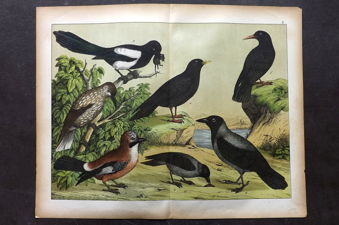 Schubert, Gotthilf C1880 Folio Bird Print. Magpie, Crow, Raven, Jay 10: Folio Lithograph Published C1880, Hecklingen & Munich for "Le Regne Animal" by Gotthilf Heinrich von Schubert. Centre fold as published. Paper Size: 16 x 12.5 ich (40 x 32cm) Good Condition
