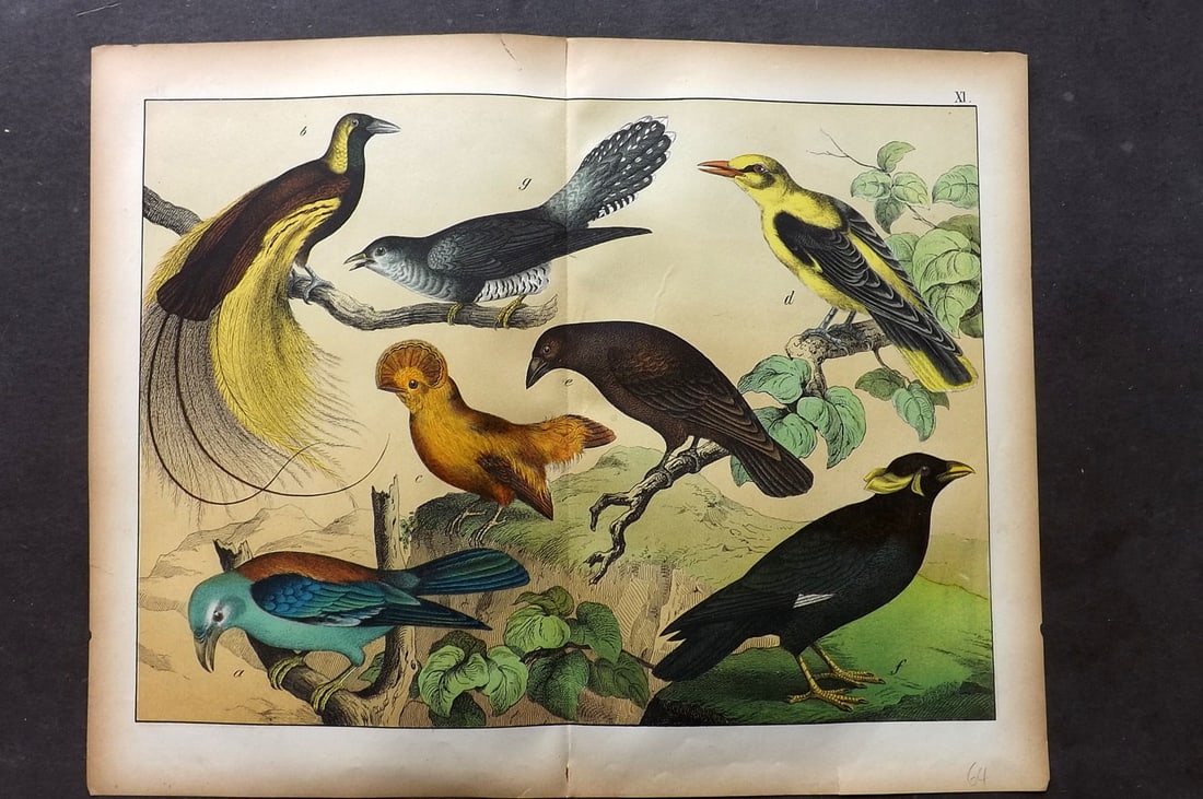 Schubert, Gotthilf C1880 Folio Bird Print. Bird of Paradise, Cock of the Rock, Roller, Cuckoo 11: Folio Lithograph Published C1880, Hecklingen & Munich for "Le Regne Animal" by Gotthilf Heinrich von Schubert. Centre fold as published. Paper Size: 16 x 12.5 ich (40 x 32cm) Small top margin tear. Go