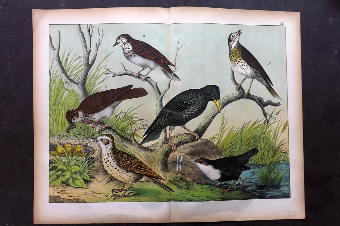 Schubert, Gotthilf C1880 Folio Bird Print. Larks, Starling 12: Folio Lithograph Published C1880, Hecklingen & Munich for "Le Regne Animal" by Gotthilf Heinrich von Schubert. Centre fold as published. Paper Size: 16 x 12.5 ich (40 x 32cm) Good Condition