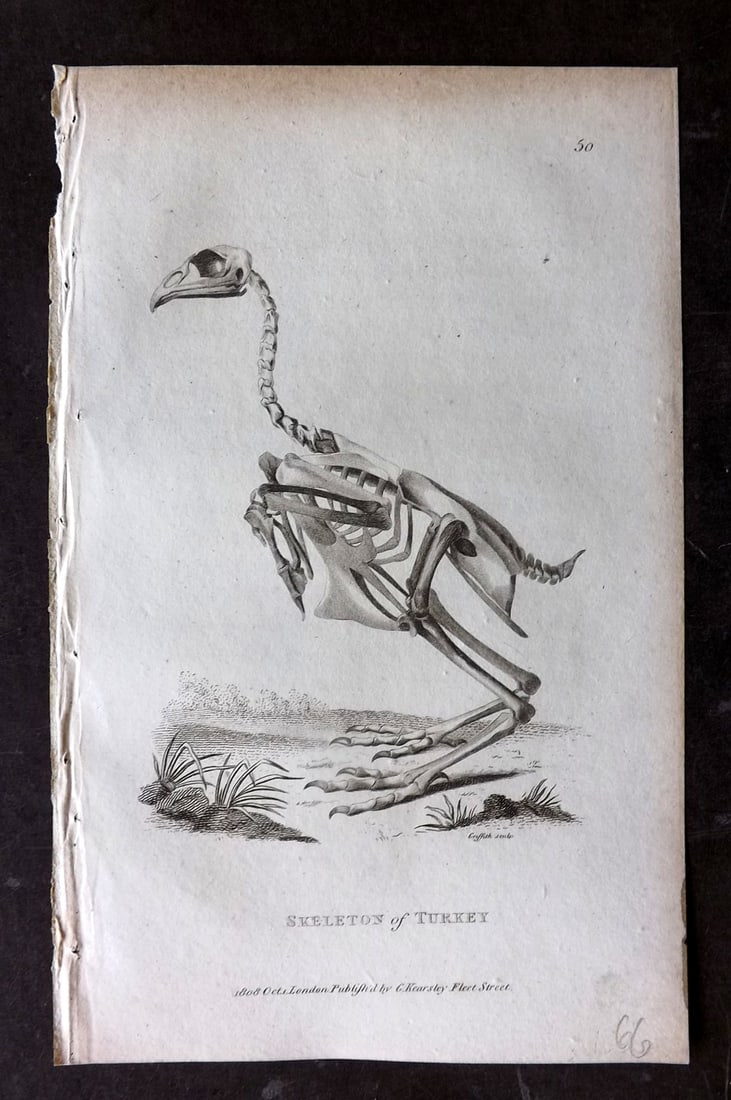 Shaw, George 1809 Bird Print. Skeleton of Turkey (1 of 1)