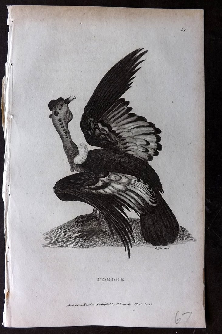 Shaw, George 1809 Bird Print. Condor: Copper Plate Published 1809 by G.Kearsley, London for "Zoological Lectures..." by George Shaw. Paper Size: 8 x 5 inch (21 x 13cm) Very minor margin toning. Good Condition