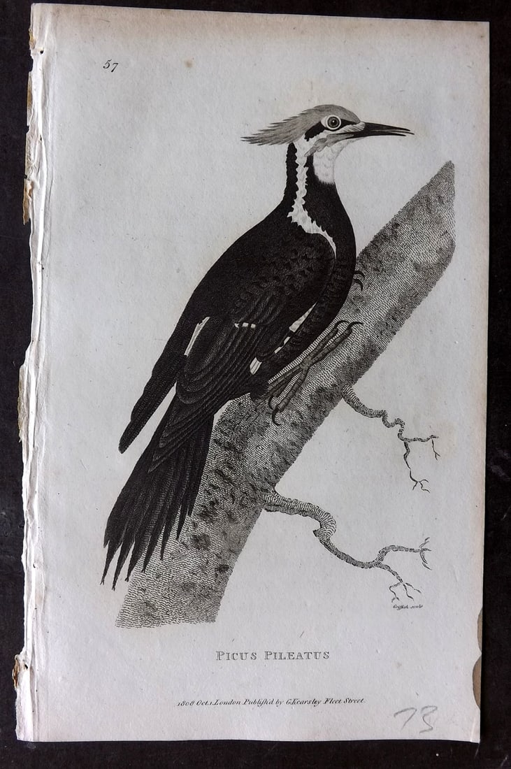 Shaw, George 1809 Bird Print. Picus Pileatus Woodpecker: Copper Plate Published 1809 by G.Kearsley, London for "Zoological Lectures..." by George Shaw. Paper Size: 8 x 5 inch (21 x 13cm) Very minor margin toning. Good Condition