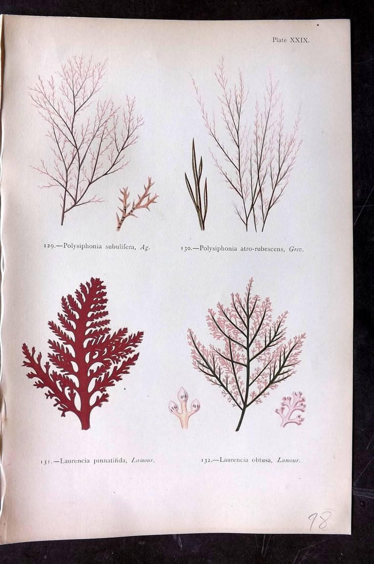 Gatty, Mrs Alfred 1872 Seaweed Print. Polysiphonia, Laurencia 29: Woodblock Published 1872, London for "British Sea-Weeds. Drawn From Professor Harvey's 'Phycologia Britannica'" by Mrs Alfred Gatty. Printed in colours, some plates with additional hand colour. Paper 