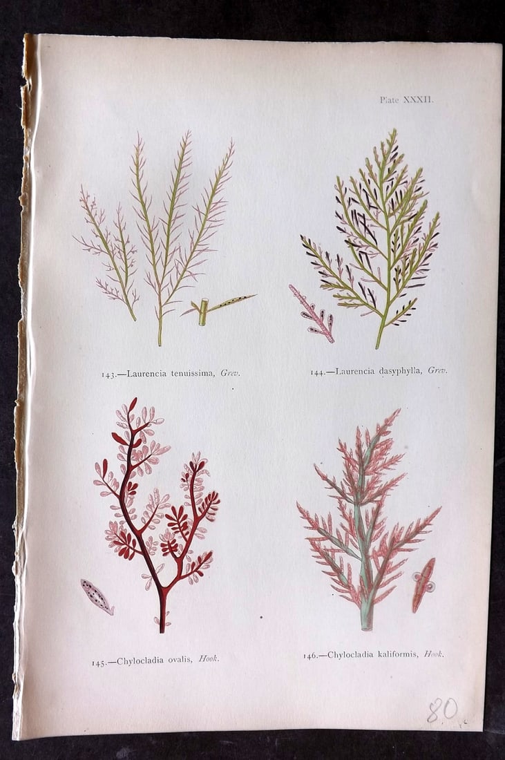 Gatty, Mrs Alfred 1872 Seaweed Print. Laurencia, Chylocladia 32: Woodblock Published 1872, London for "British Sea-Weeds. Drawn From Professor Harvey's 'Phycologia Britannica'" by Mrs Alfred Gatty. Printed in colours, some plates with additional hand colour. Paper 