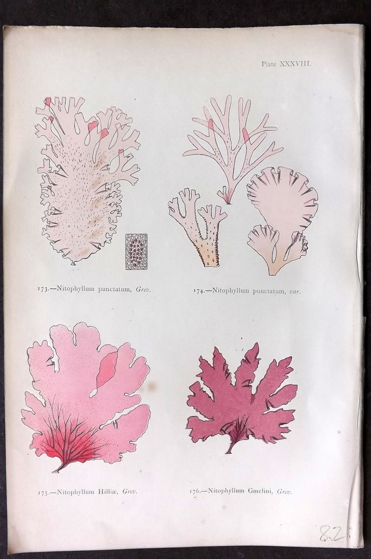 Gatty, Mrs Alfred 1872 Seaweed Print. Nitophyllum 38: Woodblock Published 1872, London for "British Sea-Weeds. Drawn From Professor Harvey's 'Phycologia Britannica'" by Mrs Alfred Gatty. Printed in colours, some plates with additional hand colour. Paper 