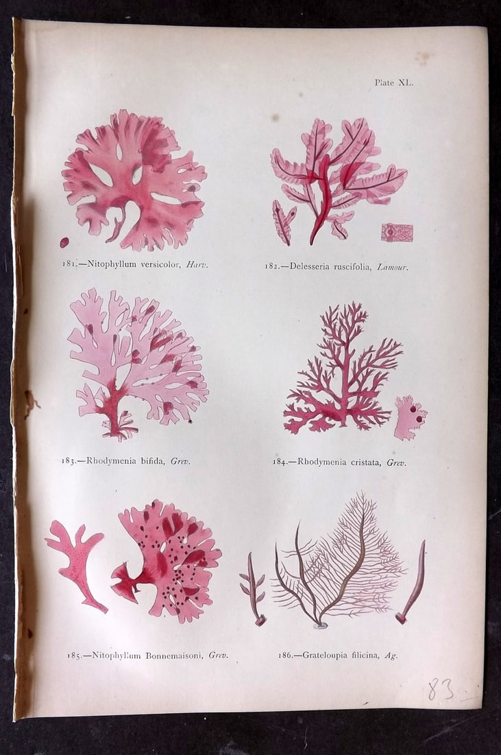 Gatty, Mrs Alfred 1872 Seaweed Print. Nitophyllum, Delesseria, Rhodymenia, Grateluopia 40: Woodblock Published 1872, London for "British Sea-Weeds. Drawn From Professor Harvey's 'Phycologia Britannica'" by Mrs Alfred Gatty. Printed in colours, some plates with additional hand colour. Paper 