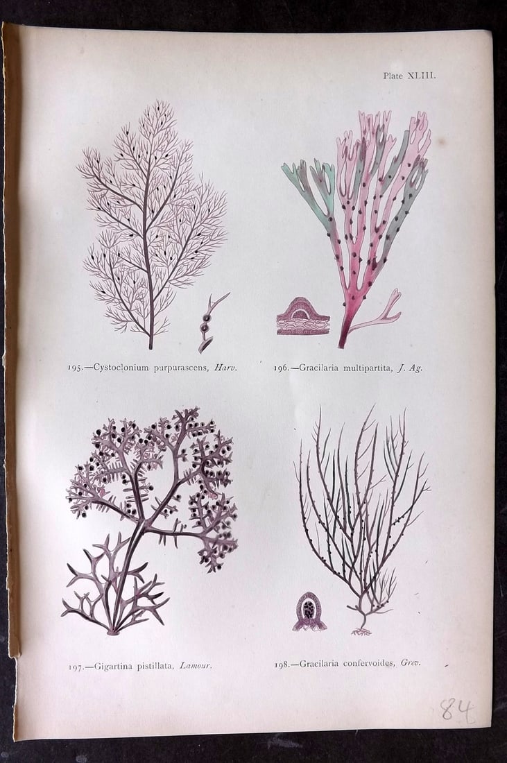Gatty, Mrs Alfred 1872 Seaweed Print. Cystoclonium, Gracilaria, Gigartina, Gracilaria 43: Woodblock Published 1872, London for "British Sea-Weeds. Drawn From Professor Harvey's 'Phycologia Britannica'" by Mrs Alfred Gatty. Printed in colours, some plates with additional hand colour. Paper 
