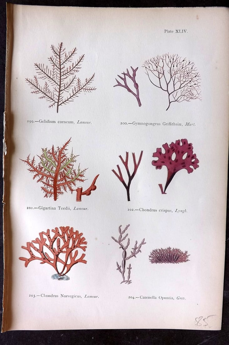Gatty, Mrs Alfred 1872 Seaweed. Gelidium, Gymnogongrus, Gigartina, Chondrus, Catenella 44: Woodblock Published 1872, London for "British Sea-Weeds. Drawn From Professor Harvey's 'Phycologia Britannica'" by Mrs Alfred Gatty. Printed in colours, some plates with additional hand colour. Paper 