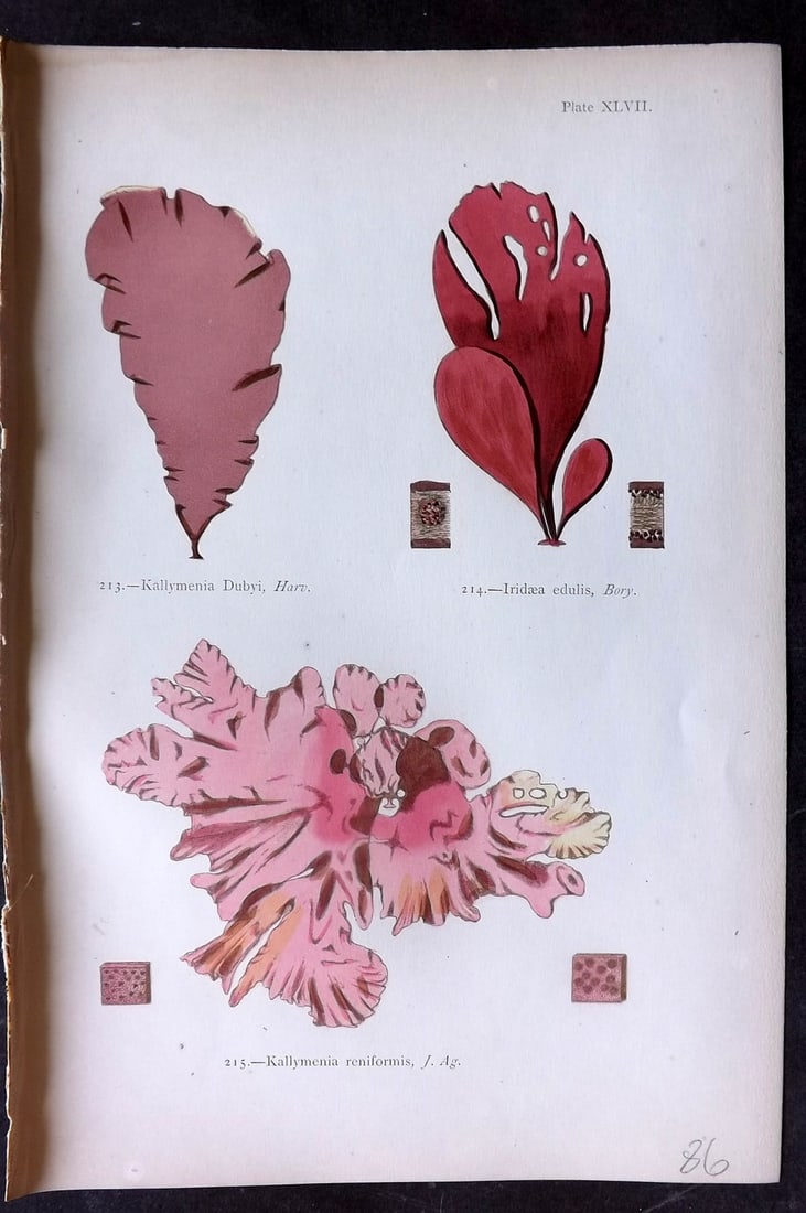 Gatty, Mrs Alfred 1872 Seaweed Print. Kallymenia, Iridaea, Kallymenia 47: Woodblock Published 1872, London for "British Sea-Weeds. Drawn From Professor Harvey's 'Phycologia Britannica'" by Mrs Alfred Gatty. Printed in colours, some plates with additional hand colour. Paper 
