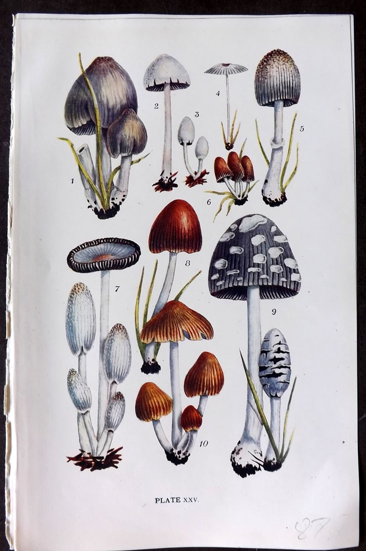 Massee, George 1911 Mushroom Print. Coprinus 25 (1 of 1)