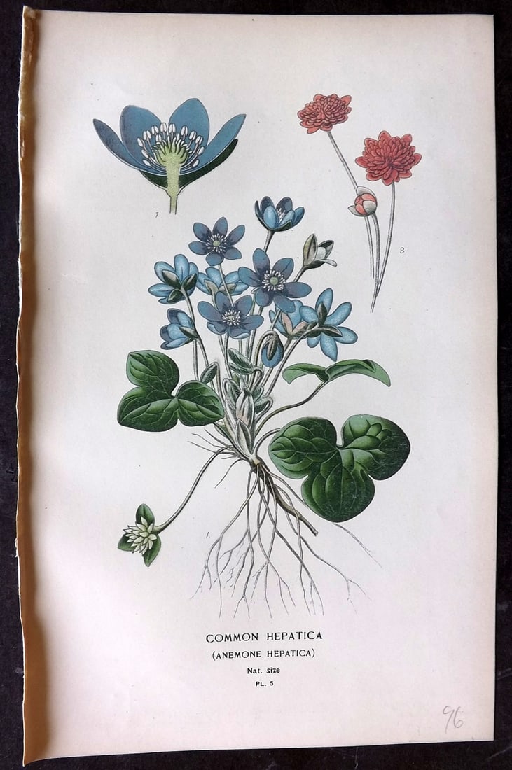 Step, Edward 1897 Botanical Print. Common Hepatica 05 (1 of 1)