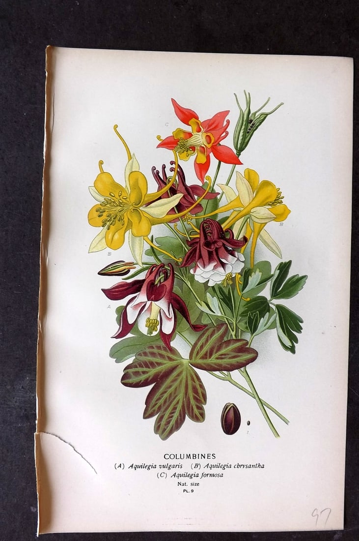 Step, Edward 1897 Botanical Print. Columbines 09: Chromolithographs Published 1896-97 by Frederick Warne & Co., London for "Favourite Flowers of Garden and Greenhouse" by Edward Step and William Watson. Paper Size: 9.5 x 6 inch (24 x 15cm) Left margi