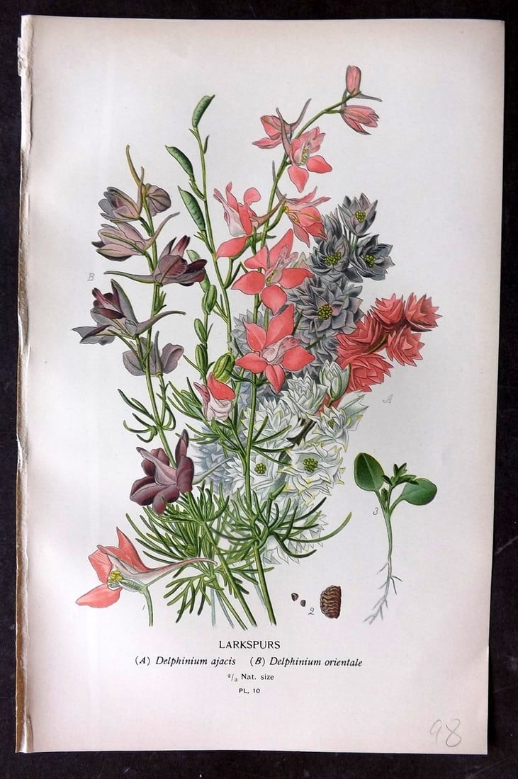 Step, Edward 1897 Botanical Print. Larkspurs 10: Chromolithographs Published 1896-97 by Frederick Warne & Co., London for "Favourite Flowers of Garden and Greenhouse" by Edward Step and William Watson. Paper Size: 9.5 x 6 inch (24 x 15cm) Good Condi