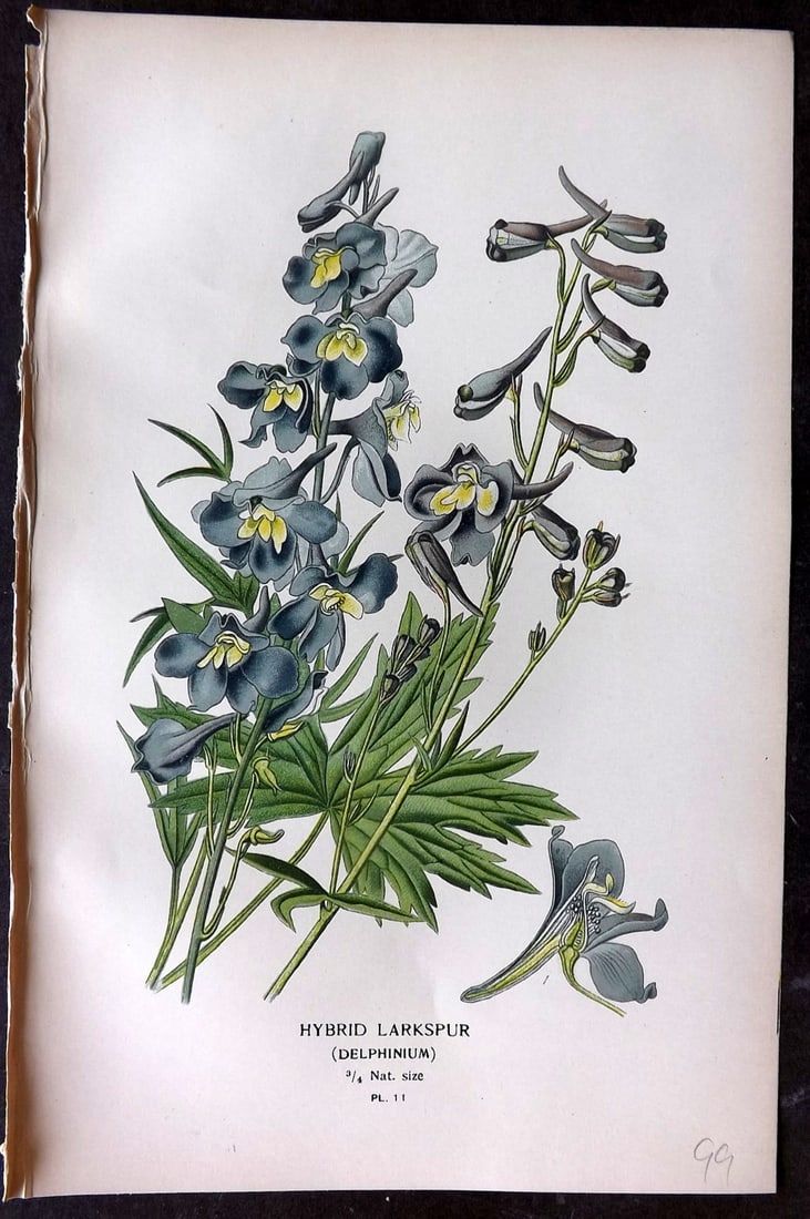 Step, Edward 1897 Botanical Print. Hybrid Larkspur 11: Chromolithographs Published 1896-97 by Frederick Warne & Co., London for "Favourite Flowers of Garden and Greenhouse" by Edward Step and William Watson. Paper Size: 9.5 x 6 inch (24 x 15cm) Good Condi