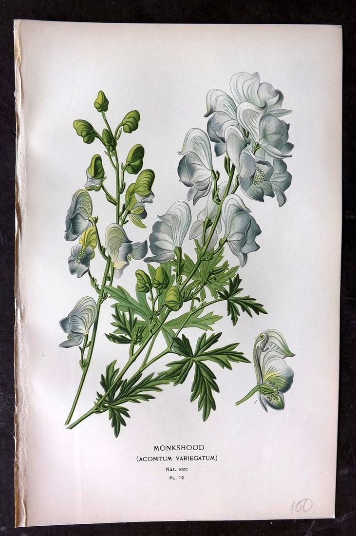 Step, Edward 1897 Botanical Print. Monkshood 12: Chromolithographs Published 1896-97 by Frederick Warne & Co., London for "Favourite Flowers of Garden and Greenhouse" by Edward Step and William Watson. Paper Size: 9.5 x 6 inch (24 x 15cm) Good Condi