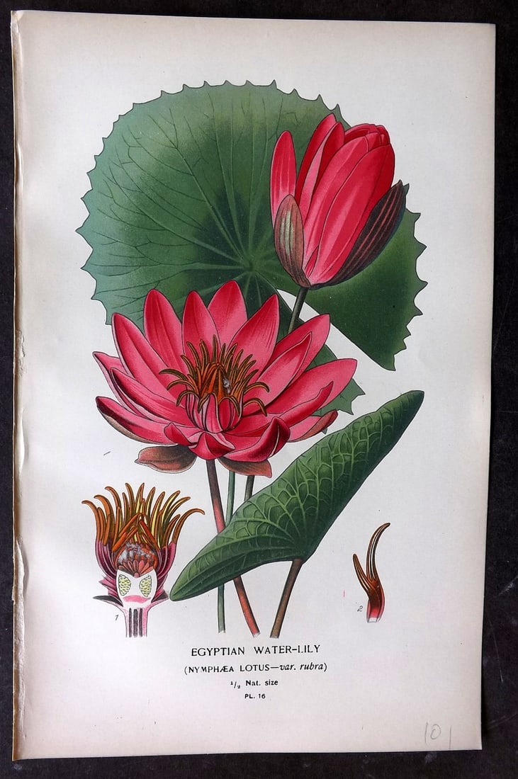 Step, Edward 1897 Botanical Print. Egyptian Water Lily 16: Chromolithographs Published 1896-97 by Frederick Warne & Co., London for "Favourite Flowers of Garden and Greenhouse" by Edward Step and William Watson. Paper Size: 9.5 x 6 inch (24 x 15cm) Good Condi