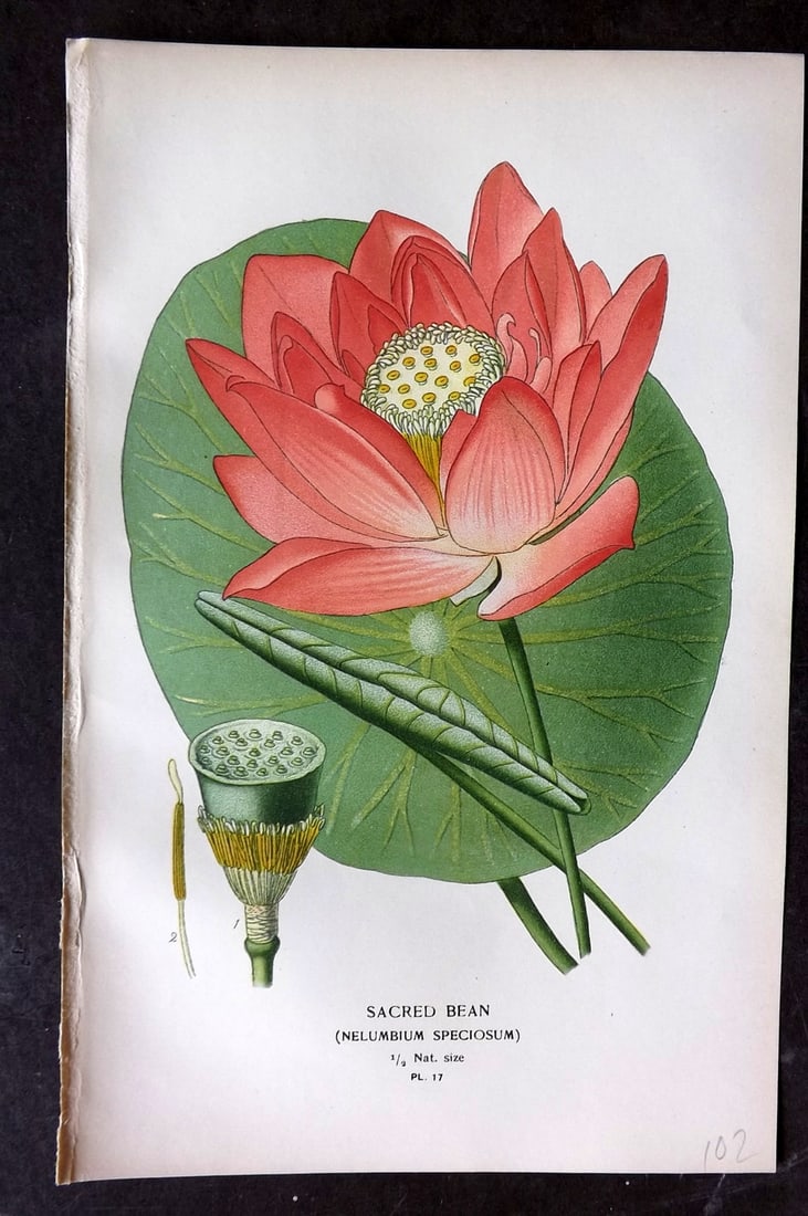 Step, Edward 1897 Botanical Print. Sacred Bean 17: Chromolithographs Published 1896-97 by Frederick Warne & Co., London for "Favourite Flowers of Garden and Greenhouse" by Edward Step and William Watson. Paper Size: 9.5 x 6 inch (24 x 15cm) Good Condi