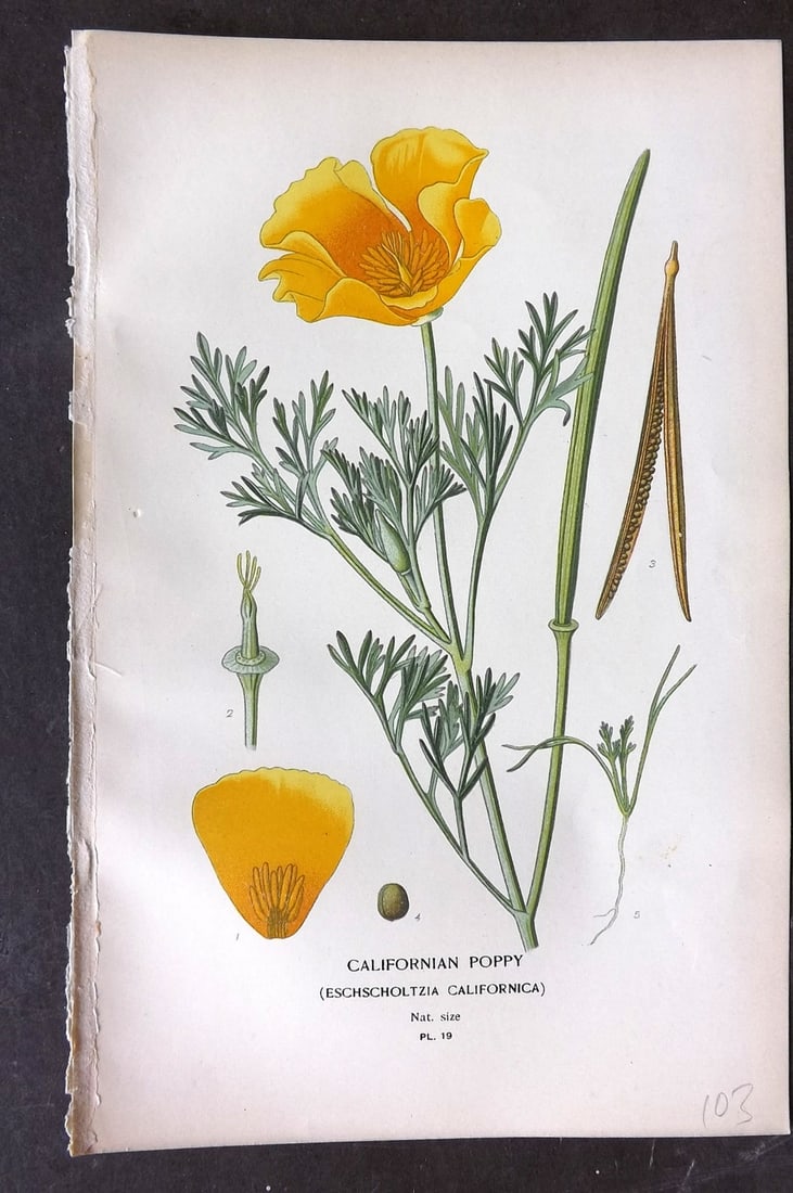 Step, Edward 1897 Botanical Print. Californian Poppy 19: Chromolithographs Published 1896-97 by Frederick Warne & Co., London for "Favourite Flowers of Garden and Greenhouse" by Edward Step and William Watson. Paper Size: 9.5 x 6 inch (24 x 15cm) Good Condi