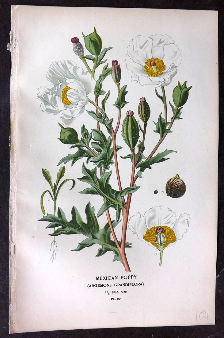 Step, Edward 1897 Botanical Print. Mexican Poppy 20: Chromolithographs Published 1896-97 by Frederick Warne & Co., London for "Favourite Flowers of Garden and Greenhouse" by Edward Step and William Watson. Paper Size: 9.5 x 6 inch (24 x 15cm) Good Condi