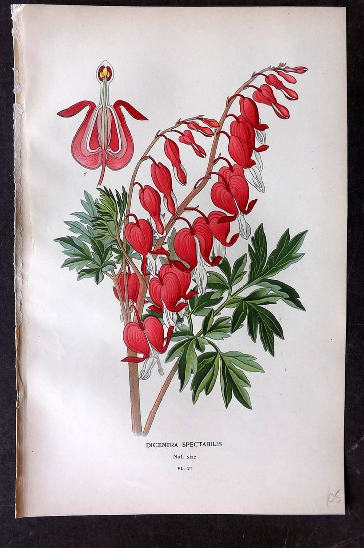 Step, Edward 1897 Botanical Print. Dicentra Spectabilis 21: Chromolithographs Published 1896-97 by Frederick Warne & Co., London for "Favourite Flowers of Garden and Greenhouse" by Edward Step and William Watson. Paper Size: 9.5 x 6 inch (24 x 15cm) Good Condi