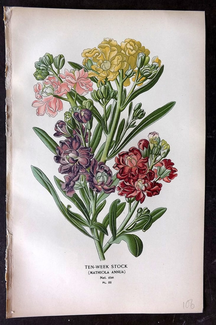 Step, Edward 1897 Botanical Print. Ten Week Stock 22: Chromolithographs Published 1896-97 by Frederick Warne & Co., London for "Favourite Flowers of Garden and Greenhouse" by Edward Step and William Watson. Paper Size: 9.5 x 6 inch (24 x 15cm) Good Condi