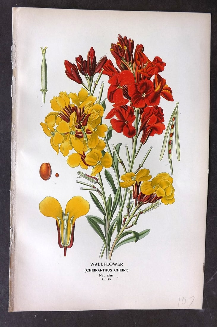 Step, Edward 1897 Botanical Print. Wallflower 23: Chromolithographs Published 1896-97 by Frederick Warne & Co., London for "Favourite Flowers of Garden and Greenhouse" by Edward Step and William Watson. Paper Size: 9.5 x 6 inch (24 x 15cm) Good Condi
