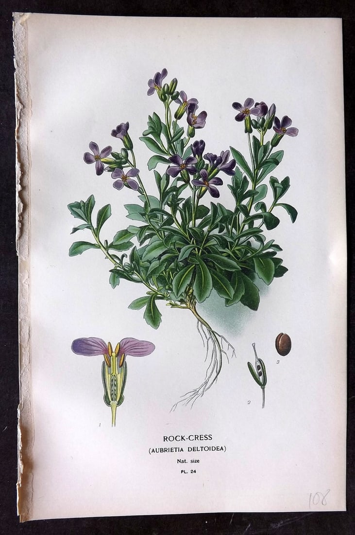 Step, Edward 1897 Botanical Print. Rock Cress 24: Chromolithographs Published 1896-97 by Frederick Warne & Co., London for "Favourite Flowers of Garden and Greenhouse" by Edward Step and William Watson. Paper Size: 9.5 x 6 inch (24 x 15cm) Good Condi