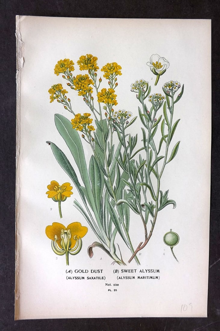 Step, Edward 1897 Botanical Print. Gold Dust. Sweet Asylum 25: Chromolithographs Published 1896-97 by Frederick Warne & Co., London for "Favourite Flowers of Garden and Greenhouse" by Edward Step and William Watson. Paper Size: 9.5 x 6 inch (24 x 15cm) Good Condi