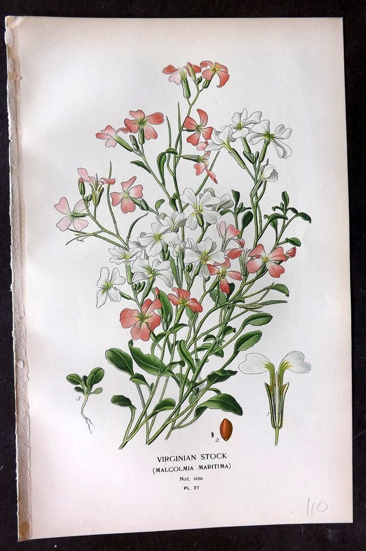 Step, Edward 1897 Botanical Print. Virginian Stock 27: Chromolithographs Published 1896-97 by Frederick Warne & Co., London for "Favourite Flowers of Garden and Greenhouse" by Edward Step and William Watson. Paper Size: 9.5 x 6 inch (24 x 15cm) Good Condi