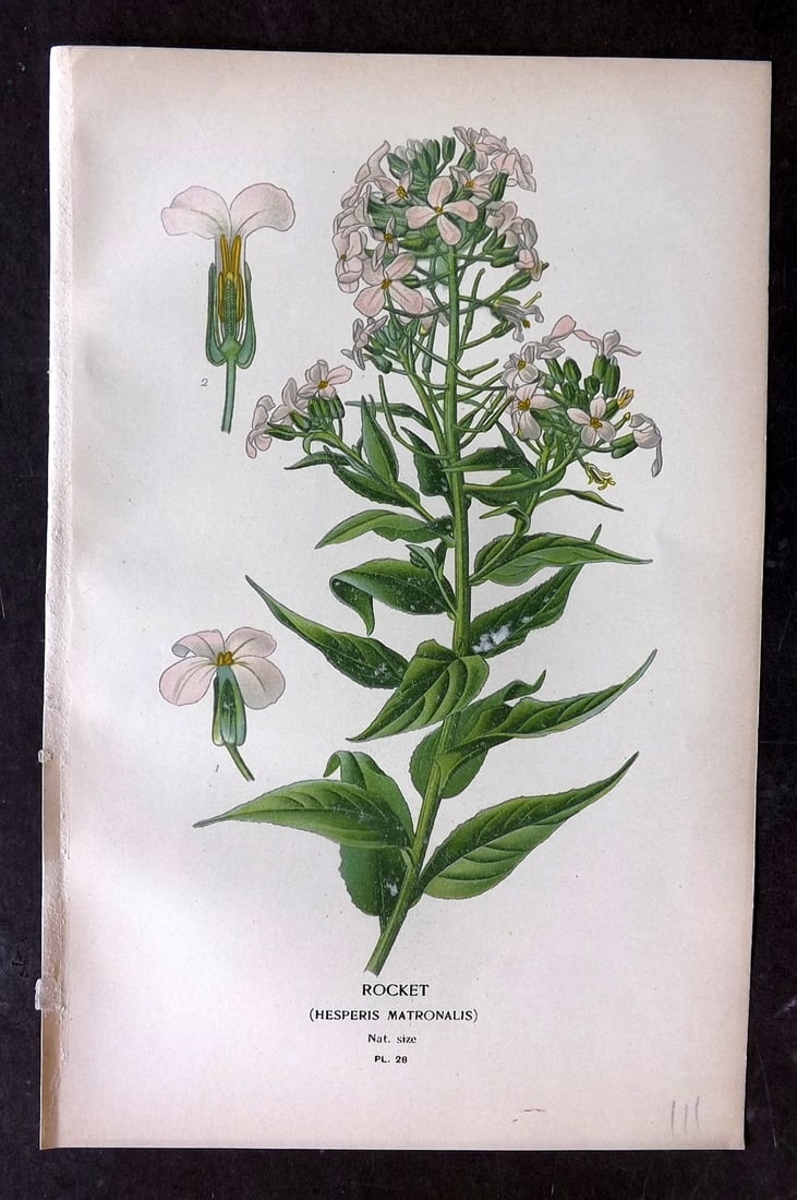 Step, Edward 1897 Botanical Print. Rocket 28: Chromolithographs Published 1896-97 by Frederick Warne & Co., London for "Favourite Flowers of Garden and Greenhouse" by Edward Step and William Watson. Paper Size: 9.5 x 6 inch (24 x 15cm) Good Condi