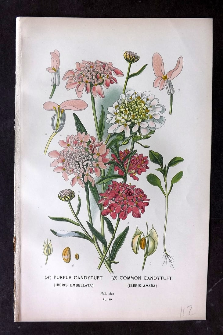 Step, Edward 1897 Botanical Print. Purple & Common Cadytuft 30 (1 of 1)