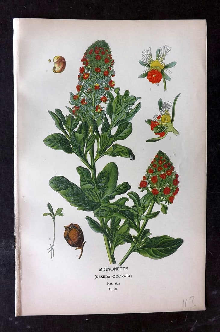 Step, Edward 1897 Botanical Print. Mignonette 31: Chromolithographs Published 1896-97 by Frederick Warne & Co., London for "Favourite Flowers of Garden and Greenhouse" by Edward Step and William Watson. Paper Size: 9.5 x 6 inch (24 x 15cm) Good Condi