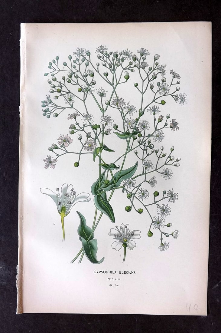 Step, Edward 1897 Botanical Print. Gysophila Elegans 34: Chromolithographs Published 1896-97 by Frederick Warne & Co., London for "Favourite Flowers of Garden and Greenhouse" by Edward Step and William Watson. Paper Size: 9.5 x 6 inch (24 x 15cm) Good Condi