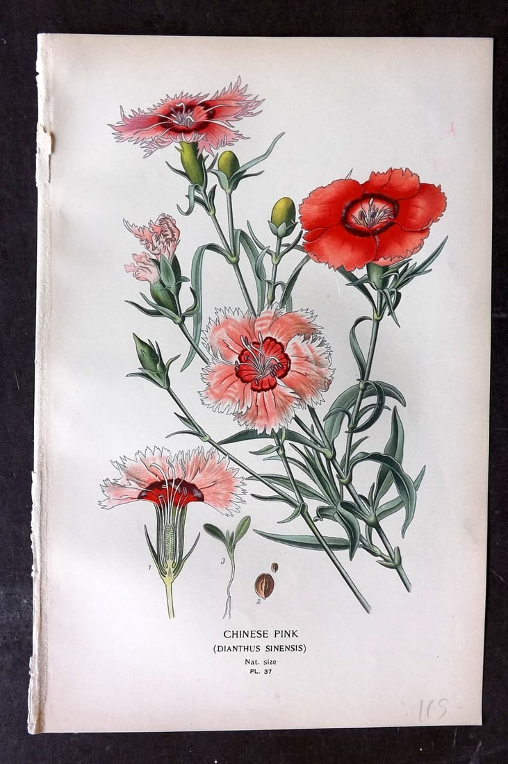Step, Edward 1897 Botanical Print. Chinese Pink 37 (1 of 1)