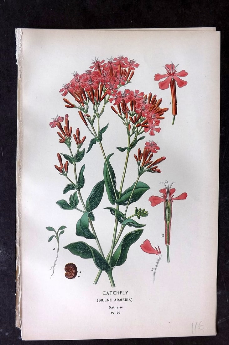 Step, Edward 1897 Botanical Print. Catchfly 39: Chromolithographs Published 1896-97 by Frederick Warne & Co., London for "Favourite Flowers of Garden and Greenhouse" by Edward Step and William Watson. Paper Size: 9.5 x 6 inch (24 x 15cm) Good Condi