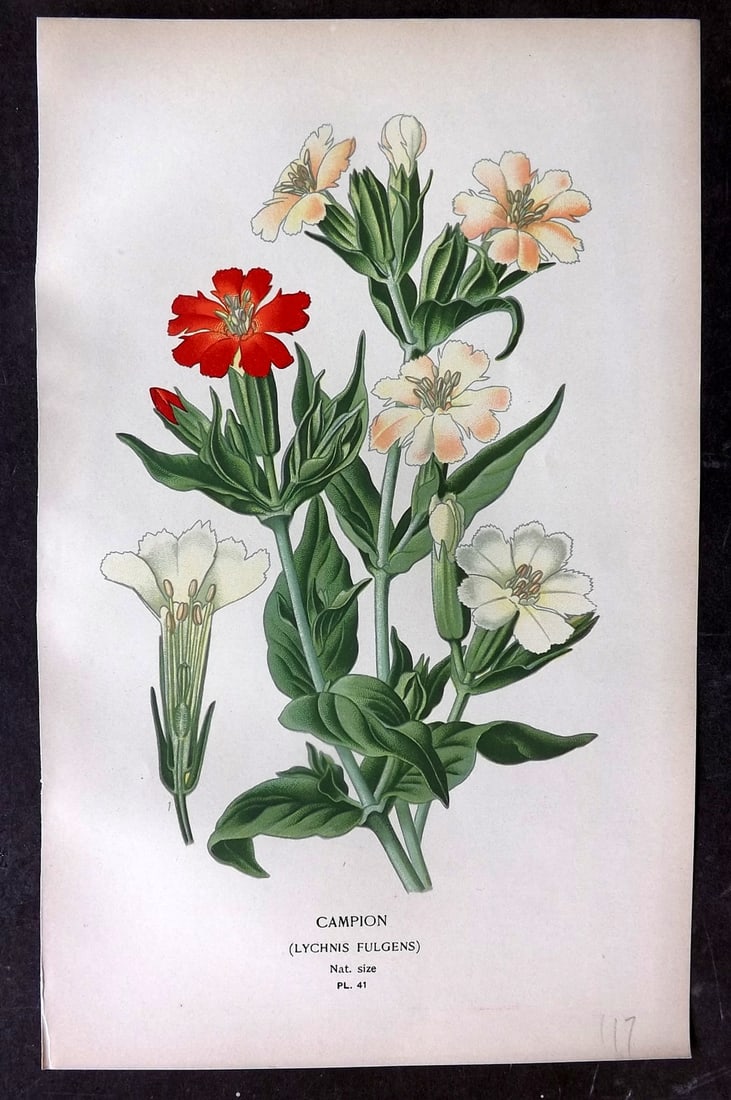 Step, Edward 1897 Botanical Print. Campion 41 (1 of 1)