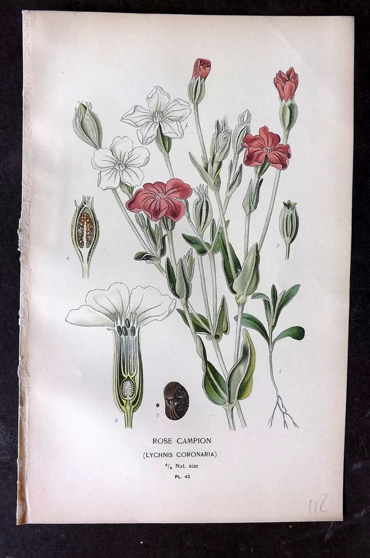 Step, Edward 1897 Botanical Print. Rose Campion 42: Chromolithographs Published 1896-97 by Frederick Warne & Co., London for "Favourite Flowers of Garden and Greenhouse" by Edward Step and William Watson. Paper Size: 9.5 x 6 inch (24 x 15cm) Good Condi