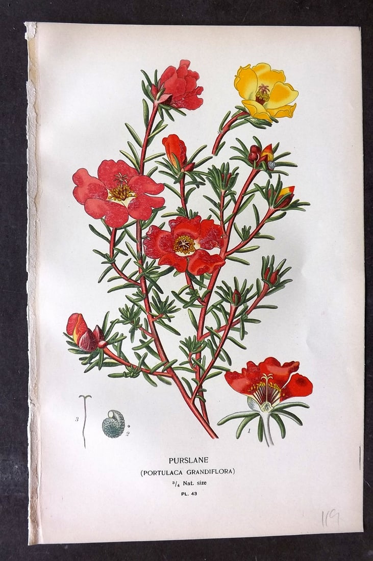 Step, Edward 1897 Botanical Print. Purslane 49: Chromolithographs Published 1896-97 by Frederick Warne & Co., London for "Favourite Flowers of Garden and Greenhouse" by Edward Step and William Watson. Paper Size: 9.5 x 6 inch (24 x 15cm) Good Condi