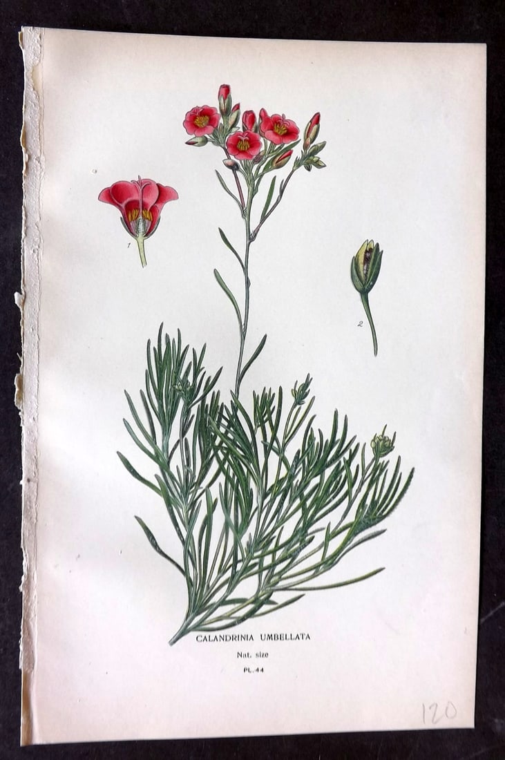 Step, Edward 1897 Botanical Print. Calandrinia Umbellata 44: Chromolithographs Published 1896-97 by Frederick Warne & Co., London for "Favourite Flowers of Garden and Greenhouse" by Edward Step and William Watson. Paper Size: 9.5 x 6 inch (24 x 15cm) Good Condi