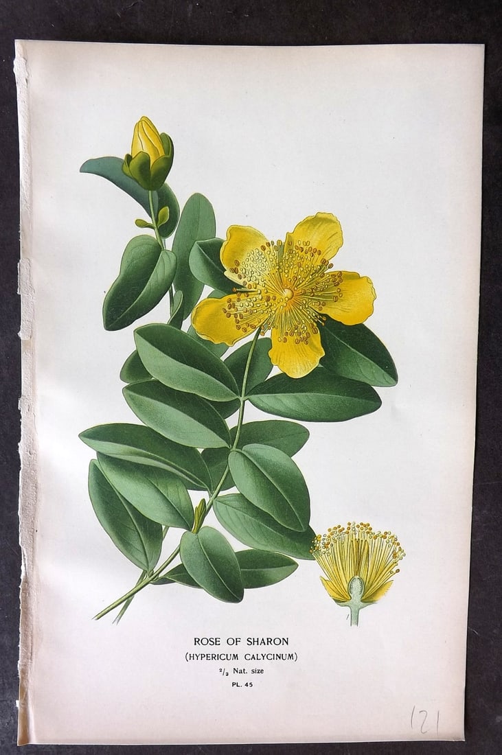 Step, Edward 1897 Botanical Print. Rose of Sharon 45: Chromolithographs Published 1896-97 by Frederick Warne & Co., London for "Favourite Flowers of Garden and Greenhouse" by Edward Step and William Watson. Paper Size: 9.5 x 6 inch (24 x 15cm) Good Condi
