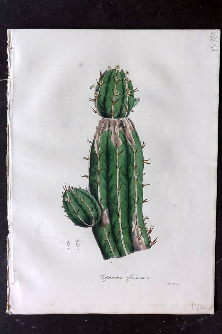 Woodville, William 1832 Hand Col Botanical Print. Euphorbia Officinarum (1 of 1)