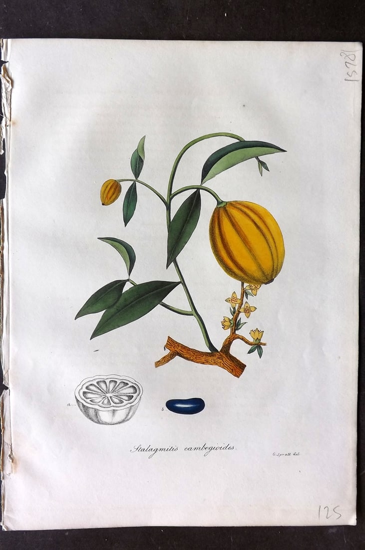 Woodville, William 1832 Hand Col Botanical Print. Stalagmitis Cambogioides: Hand Colored Etching Published 1832, London for "Medical Botany" Third Edition by William Woodville. Paper Size: 10 x 7.5 inch (25 x 19cm) Good Condition