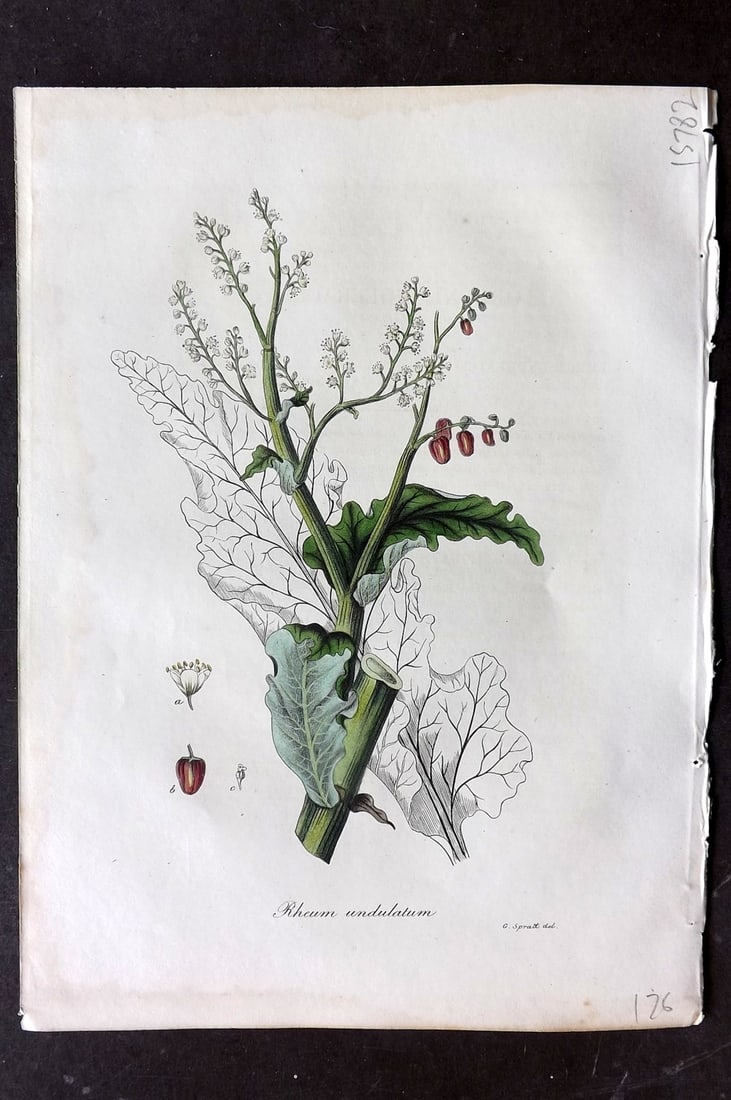 Woodville, William 1832 Hand Col Botanical Print. Rheum Undulatum: Hand Colored Etching Published 1832, London for "Medical Botany" Third Edition by William Woodville. Paper Size: 10 x 7.5 inch (25 x 19cm) Light margin water stain, otherwise Good Condition