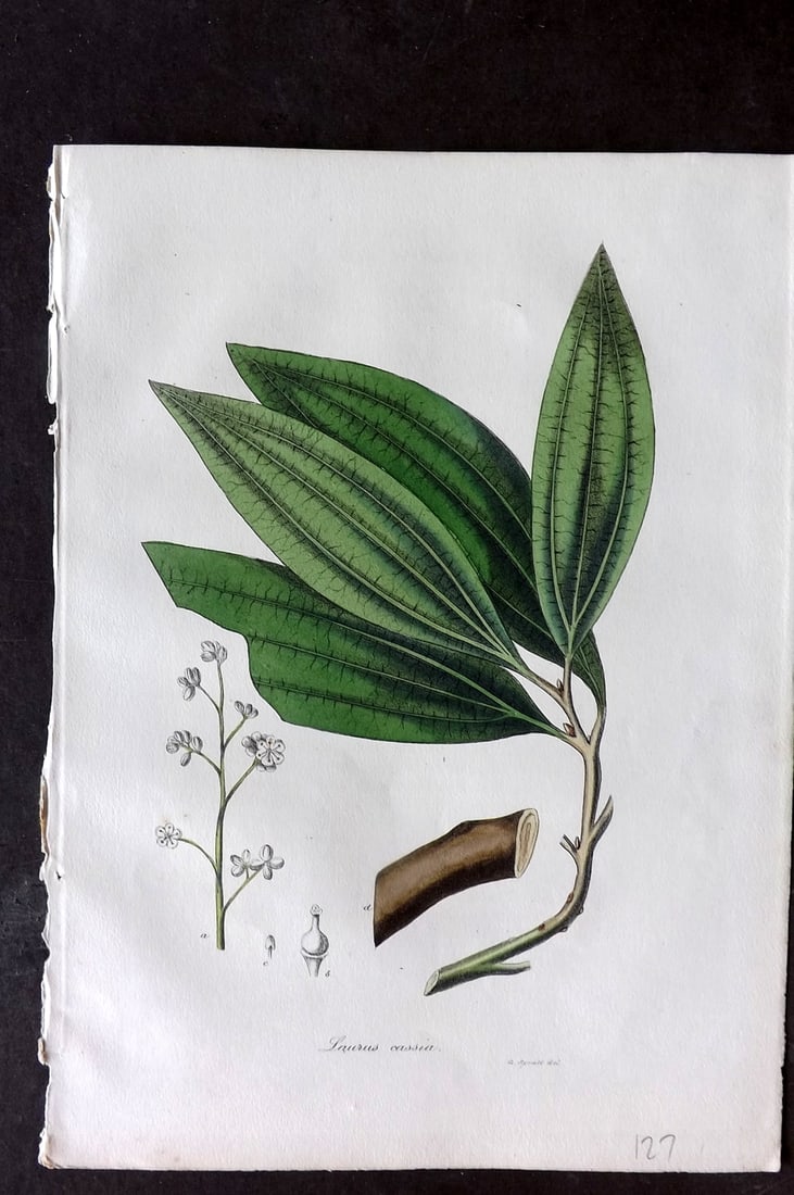 Woodville, William 1832 Hand Col Botanical Print. Laurus Cassia (1 of 1)