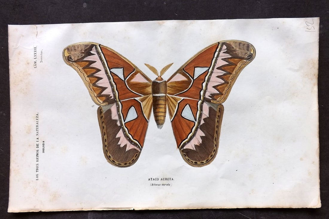 Buffon, Comte de 1856 Hand Col Print. Atlas Moth 83 (1 of 1)