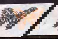 Buffon, Comte de 1856 Hand Col Print. Atlas Moth 83