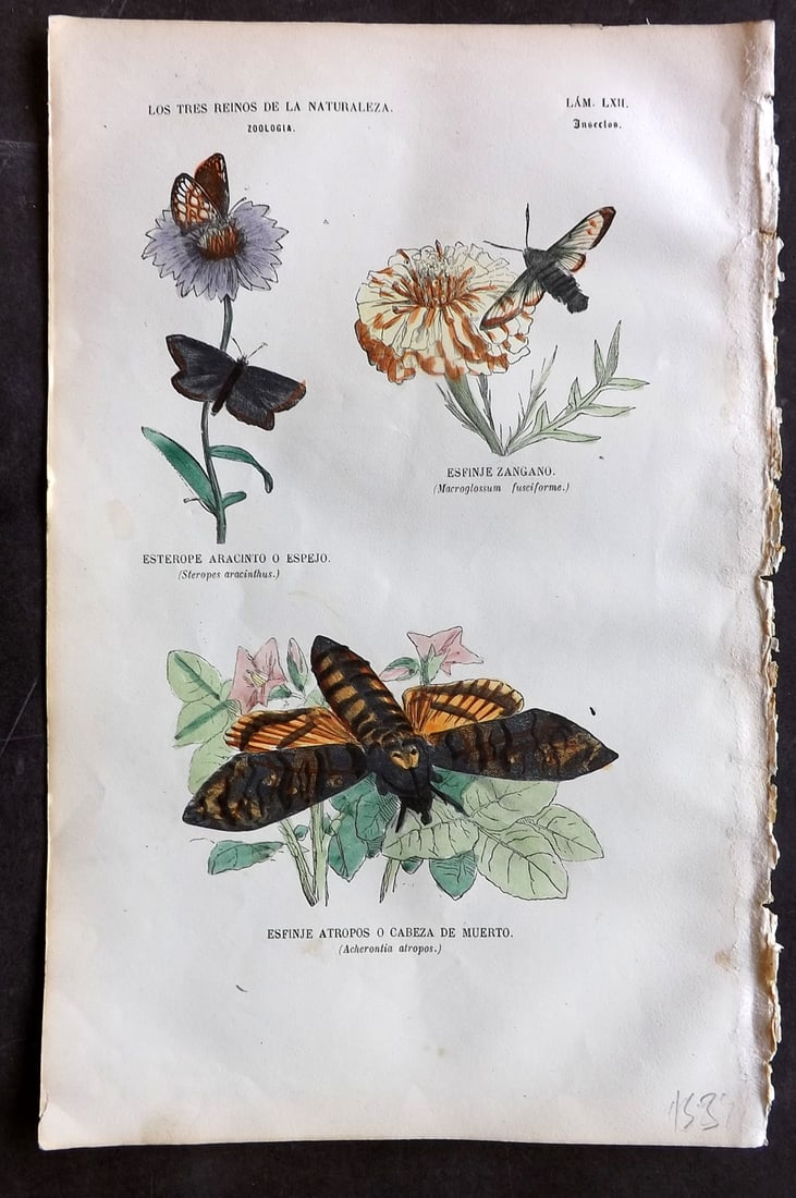 Buffon, Comte de 1856 Hand Col Print. Death's-head hawkmoth etc 62: Hand Colored Etching/Engraving Published 1856, Madrid for "Museo pintoresco de Historia Natural" by the Comte de Buffon and M. M. J. de Galdo. Paper Size: 10 x 6.5 inch (26 x 17cm) Good Condition